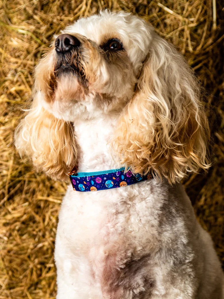 Blue Dog Collars