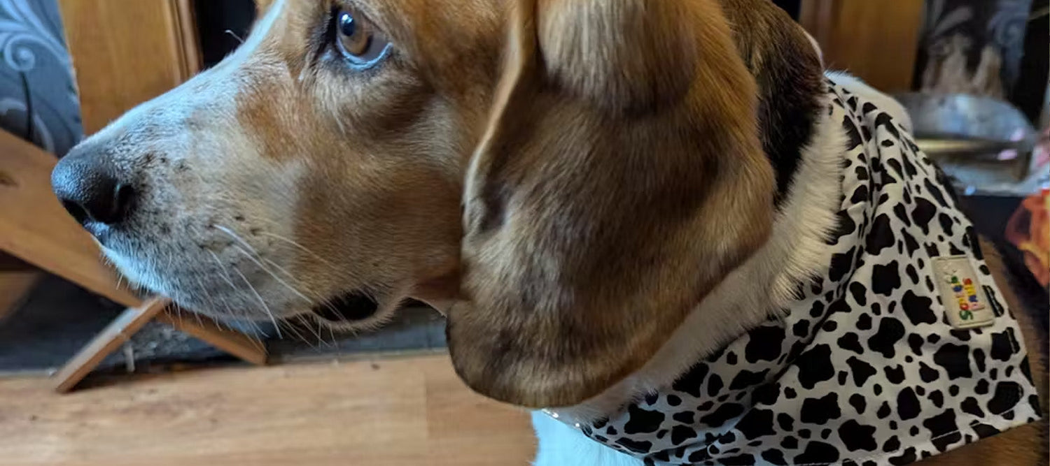 Cow Print Dog Products