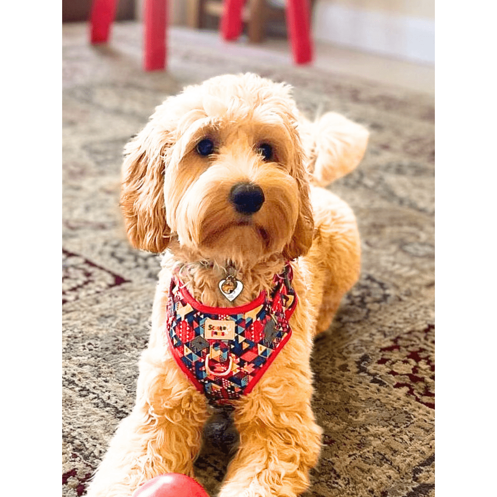 Delightfully Different Adjustable Dog Harness