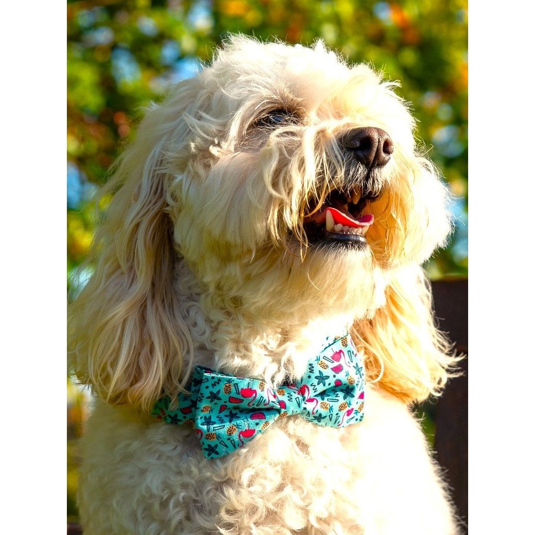 Tropical Vibes Dog Bow
